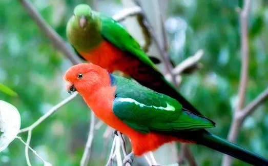 澳洲国王鹦鹉的产地 澳洲国王鹦鹉的简介