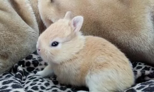 雷克斯兔的简介-雷克斯兔是什么兔子？