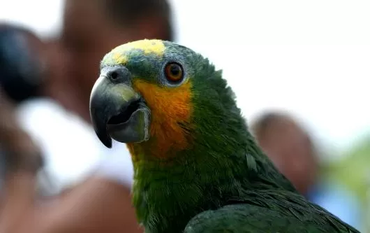 橙翅亚马逊鹦鹉的饲养方法 橙翅亚马逊鹦鹉的价格