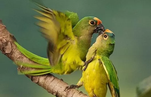 绿颊锥尾鹦鹉如何饲养？绿颊锥尾鹦鹉的生活环境