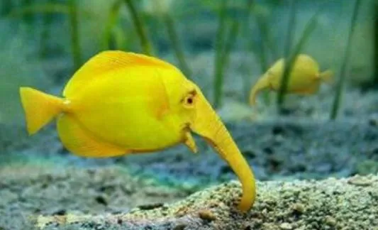 象鼻鱼的简介-象鼻鱼的品种