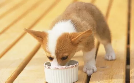 喂小狗吃饭 狗狗用餐顺序的训练方法