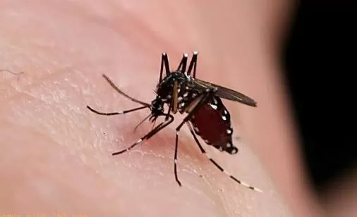 夏天蚊子猖獗 家庭防蚊驱蚊小妙招