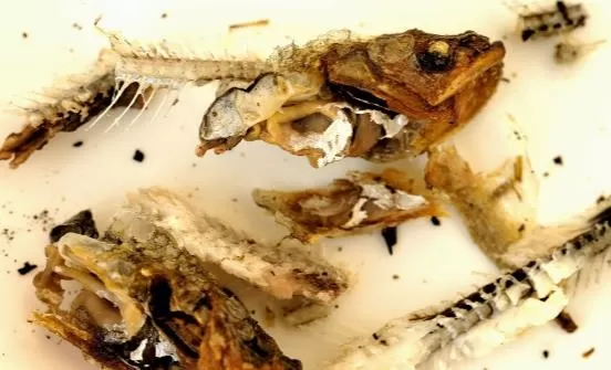 传统处理鱼刺的方法危害大 鱼刺卡喉咙的正确处理方法分享